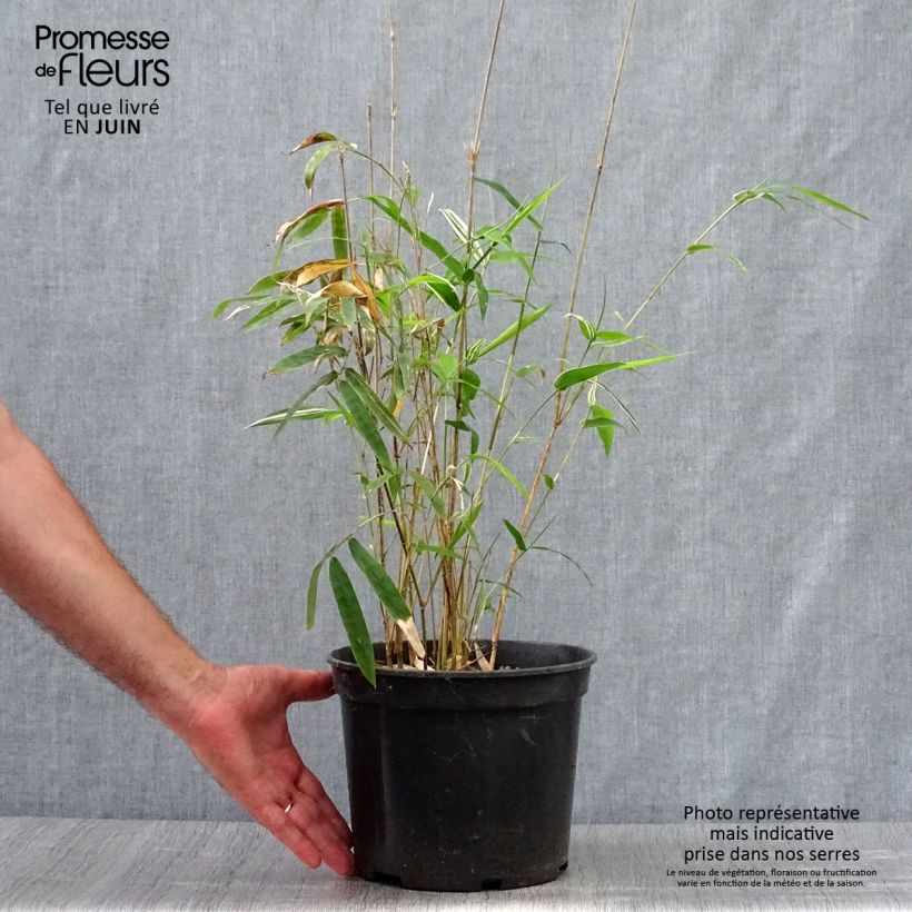 Bambusa glaucescens multiplex Alphonse Karr - Hedge Bamboo 4L/5L pot sample as delivered in summer
