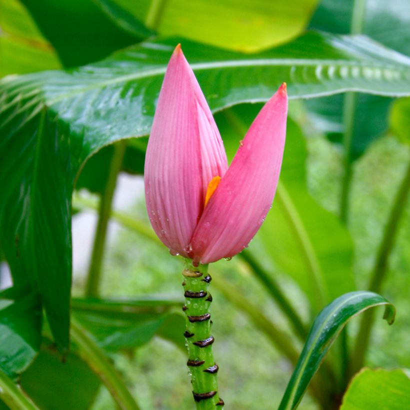 Musa velutina - Banana (Flowering)