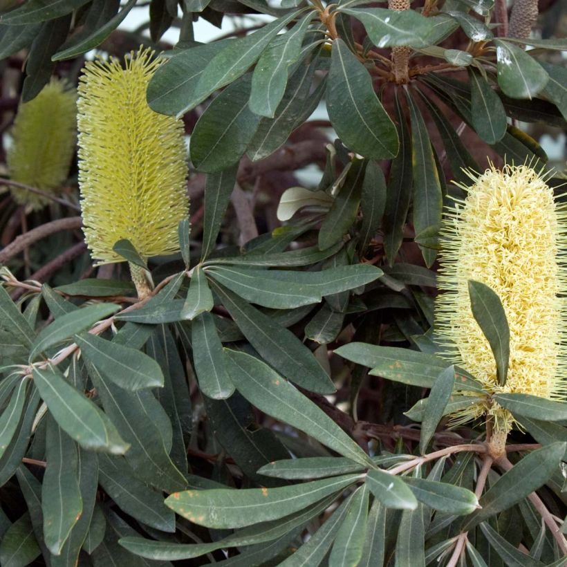 Banksia integrifolia (Flowering)