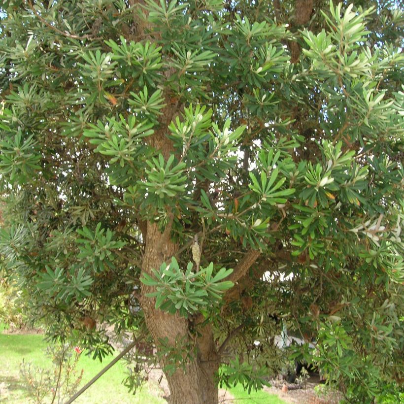 Banksia integrifolia (Plant habit)