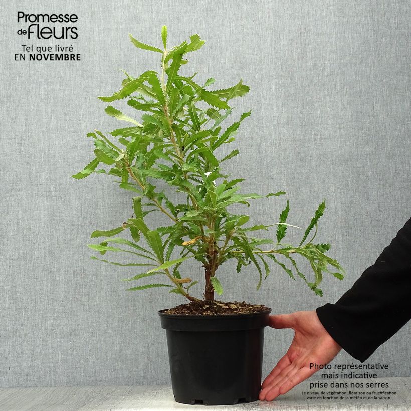 Banksia serrata 4L/5L pot sample as delivered in autumn