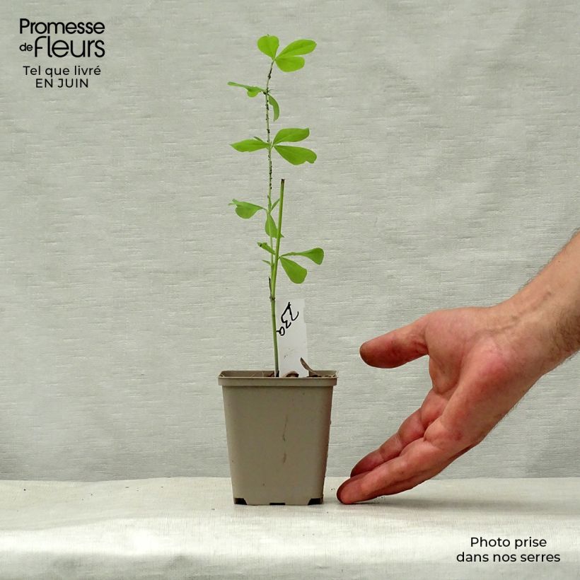 Baptisia australis Indigo Spires - False Indigo 8/9 cm pot sample as delivered in summer