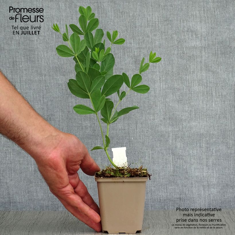 Baptisia australis var. minor Dark Blue - False Indigo 8/9 cm pot sample as delivered in summer