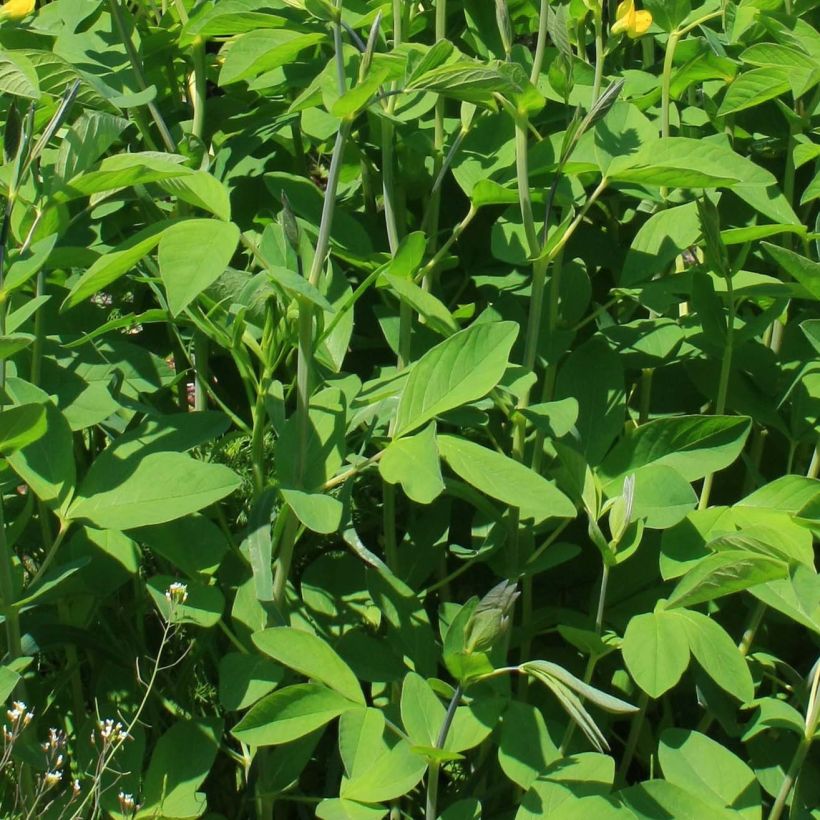Baptisia sphaerocarpa (Foliage)