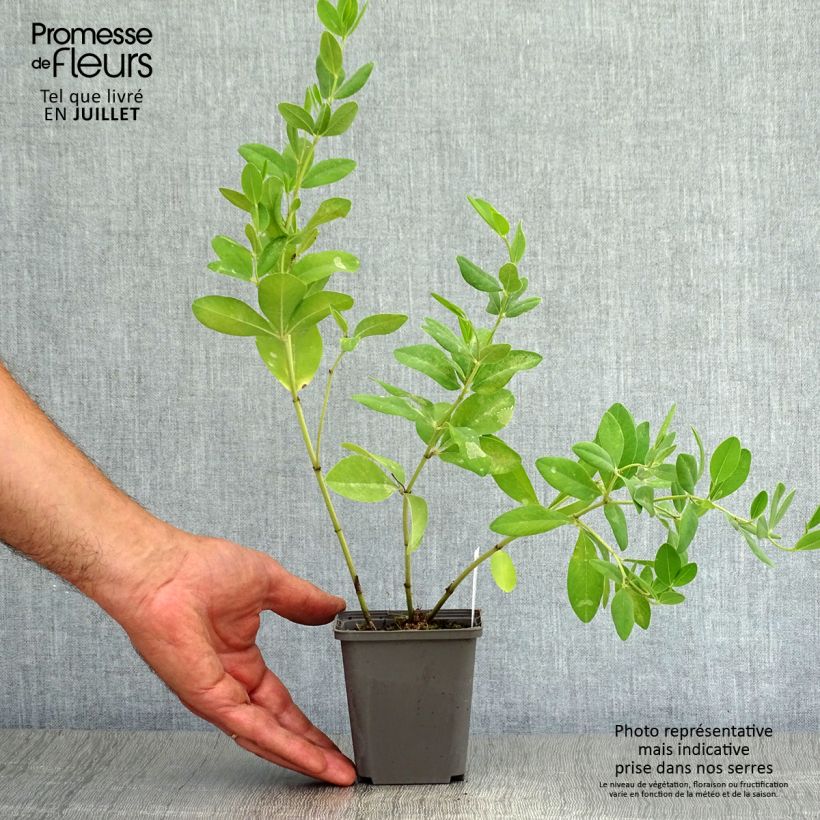 Baptisia sphaerocarpa 8/9 cm pot sample as delivered in summer