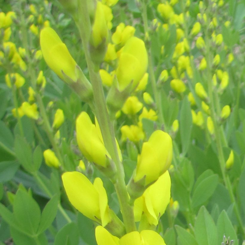 Baptisia tinctoria - False Indigo (Flowering)