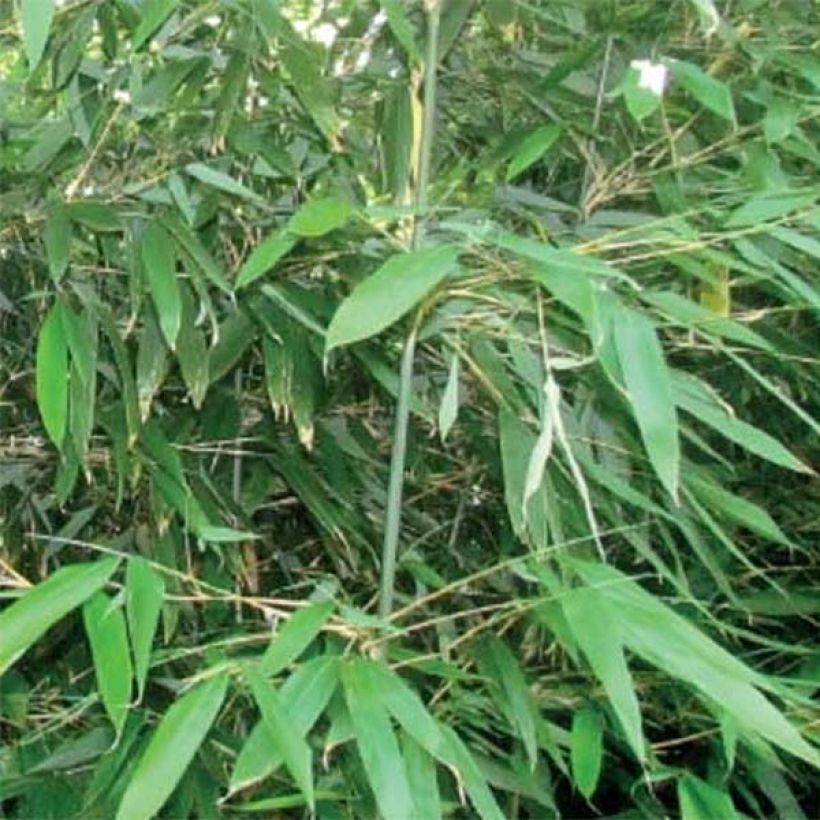Bashania fargesii (Foliage)
