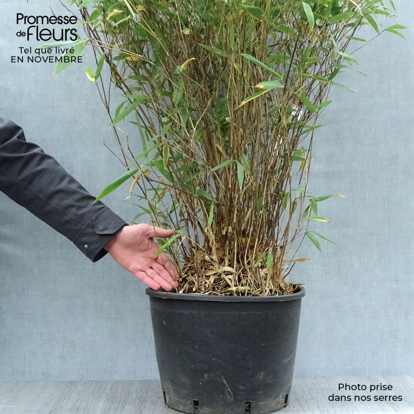 Bashania fargesii - Bambou argenté Pot de 12L/15L sample as delivered in autumn