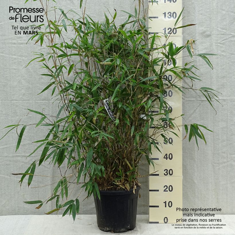 Bashania fargesii sample as delivered in spring