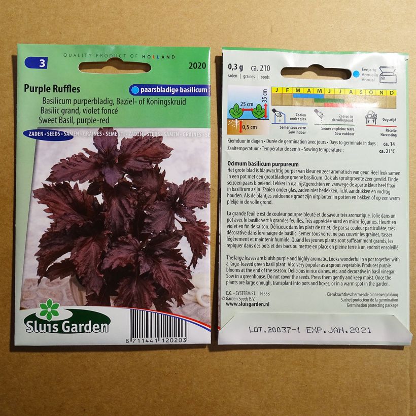Example of Basil Purple Ruffles specimen as delivered