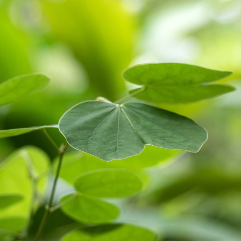 Bauhinia acuminata (Foliage)