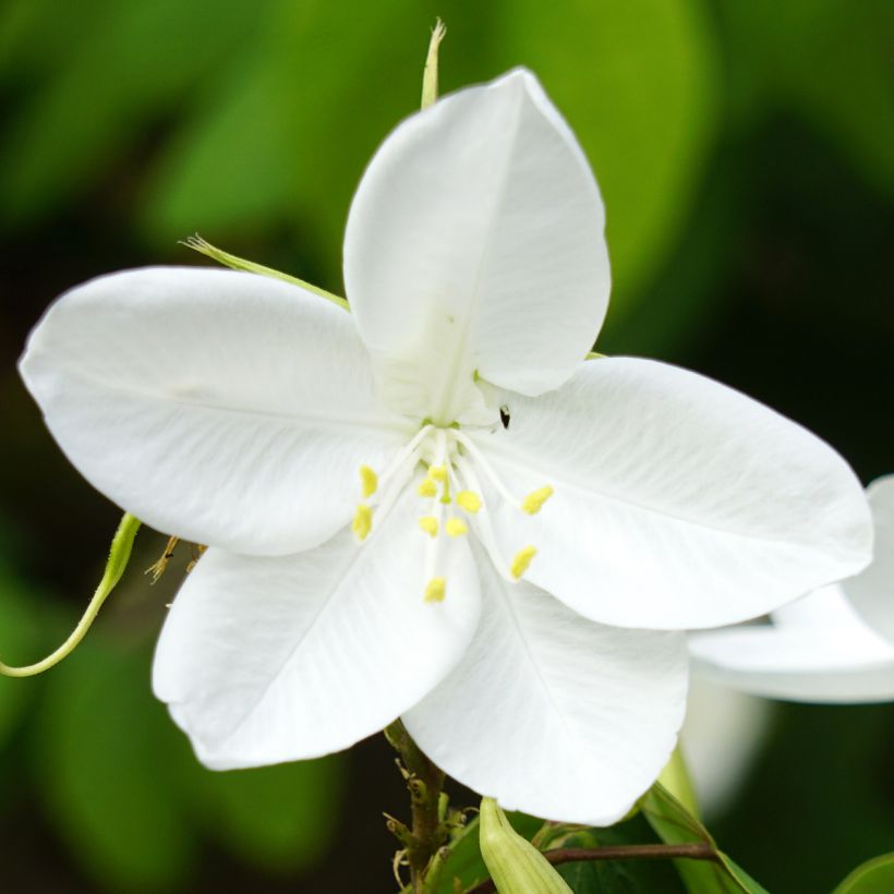 Bauhinia acuminata (Flowering)