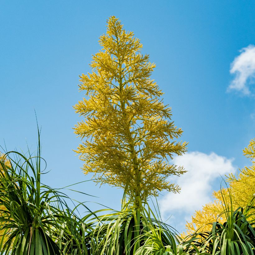 Beaucarnea recurvata - Elephant's foot (Flowering)