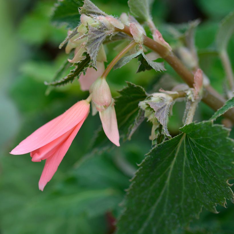 Begonia boliviensis San Francisco (Flowering)