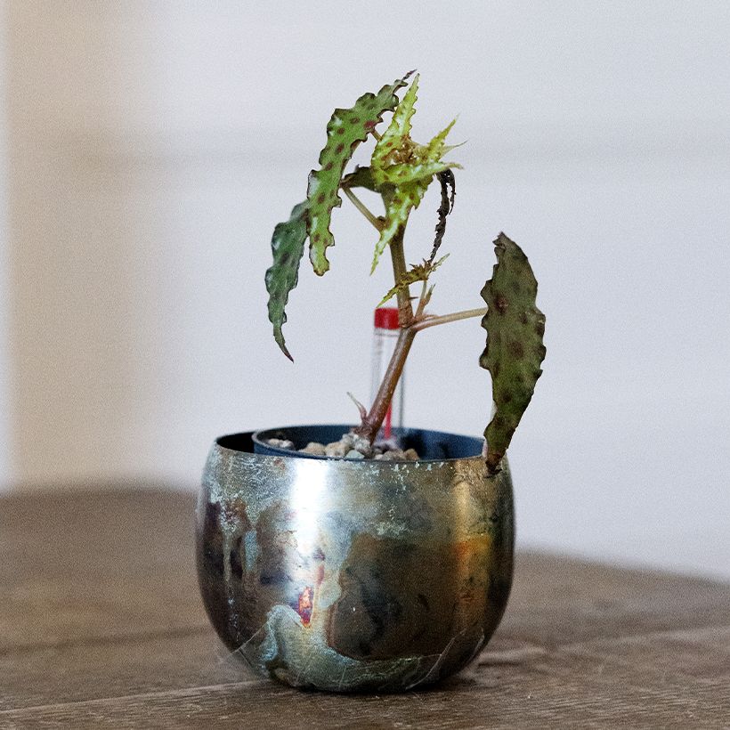 Begonia amphioxus (Plant habit)