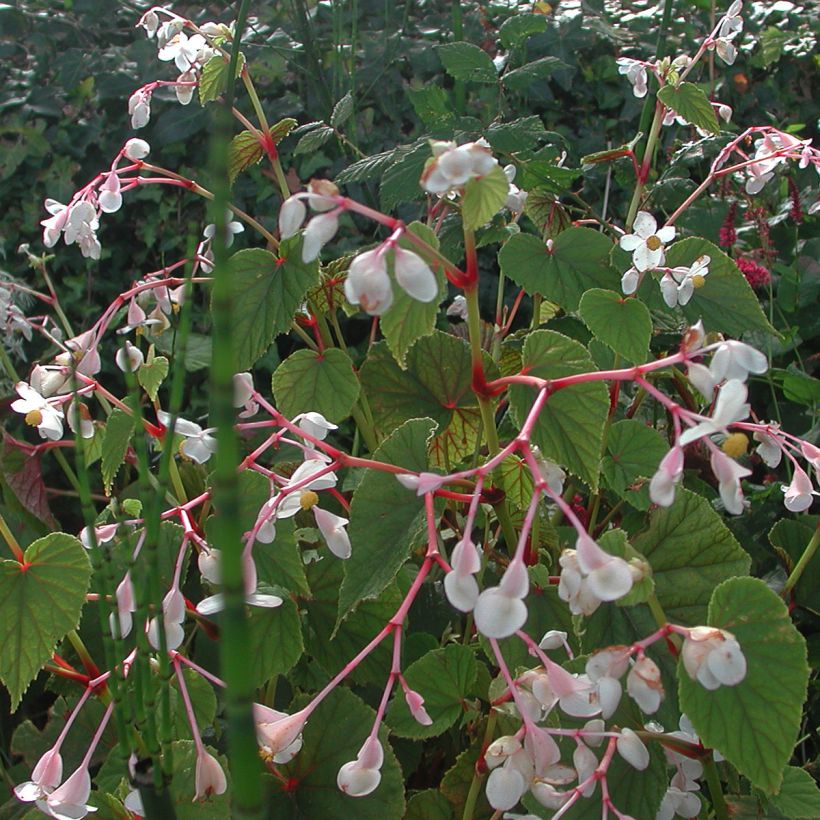 Begonia grandis subsp. evansiana var. alba - Hardy Begonia (Plant habit)