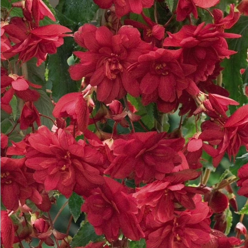 Begonia pendula Illumination Scarlet (Flowering)