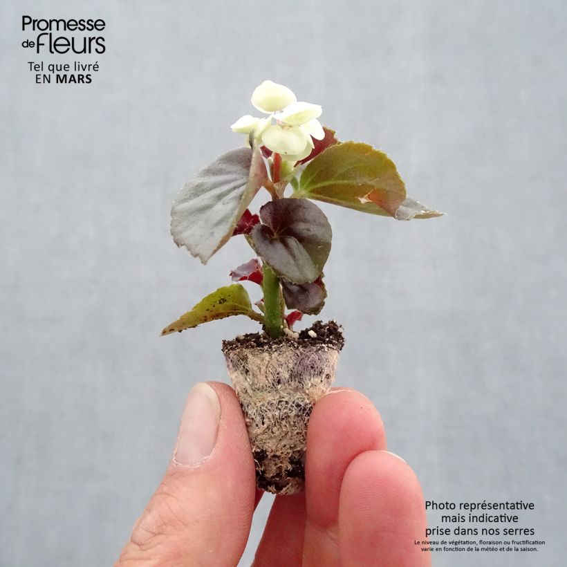 Begonia semperflorens Doublet White sample as delivered in spring