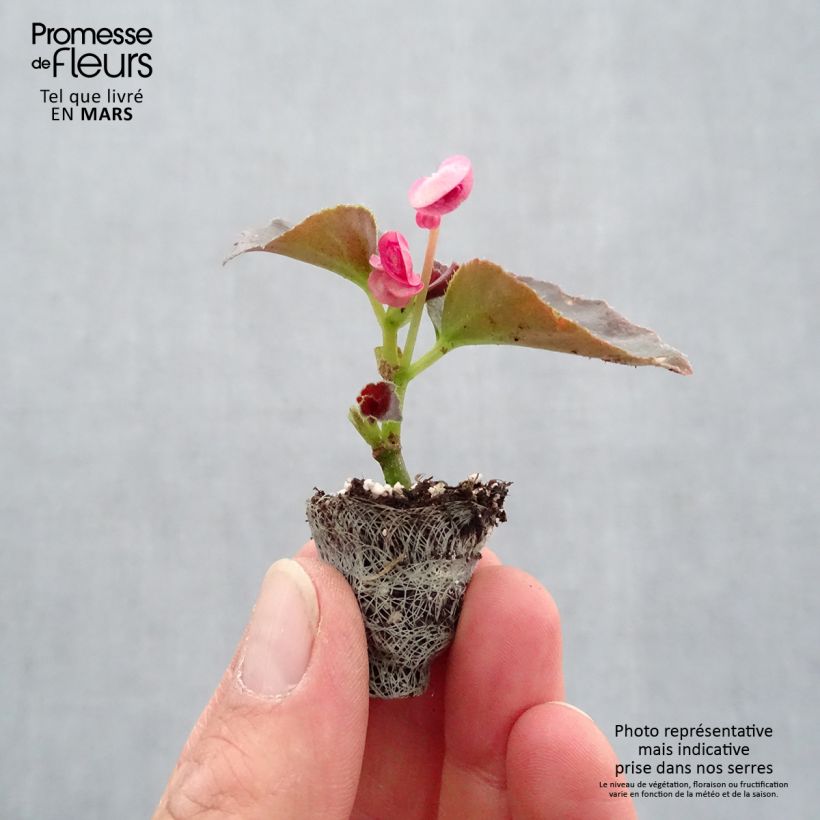 Begonia semperflorens Maxima Rose Bicolor sample as delivered in spring