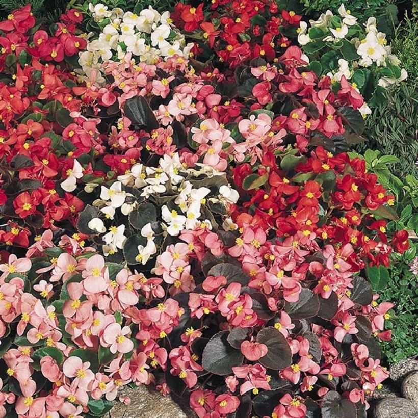 Begonia semperflorens Organdy F1 (Plant habit)