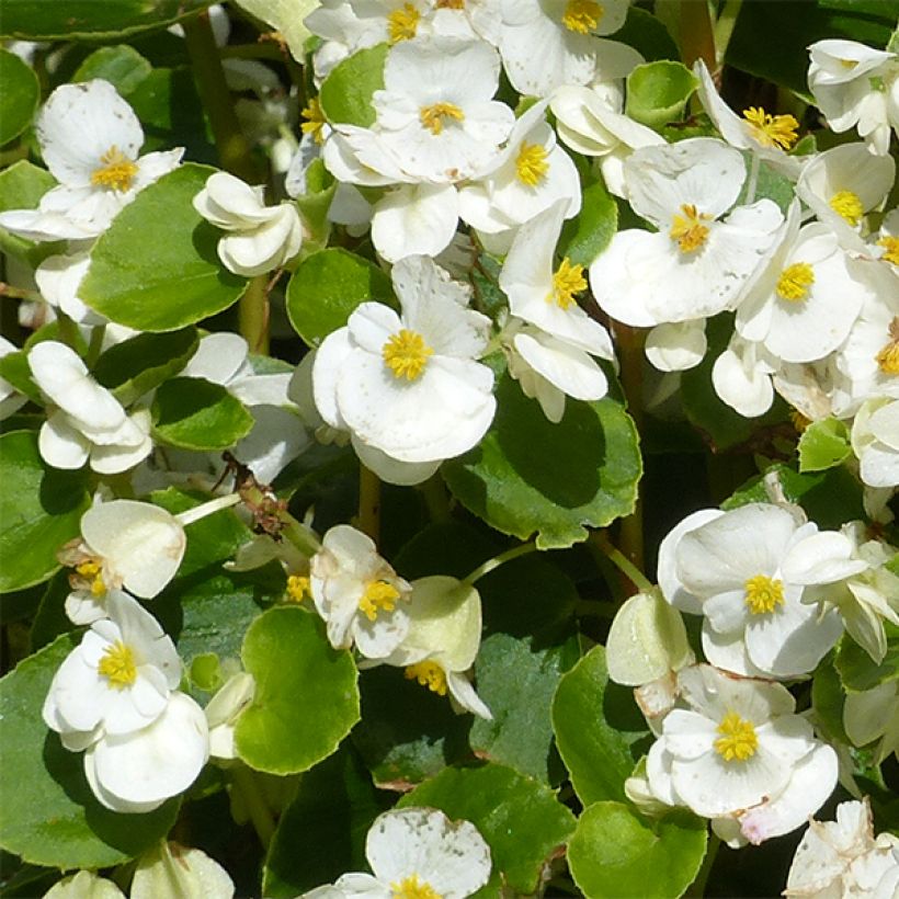 Begonia semperflorens Super Olympia blanc (Flowering)