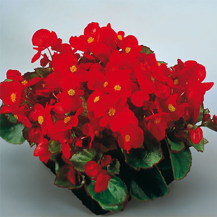 Begonia semperflorens Super Olympia Red (Flowering)