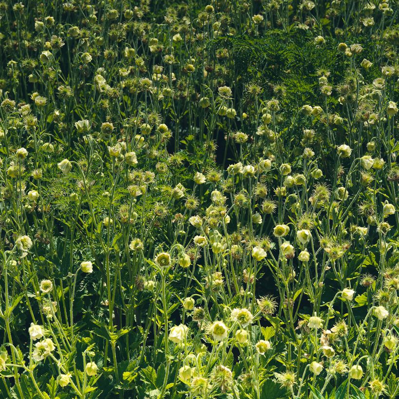 Geum rivale Album (Plant habit)