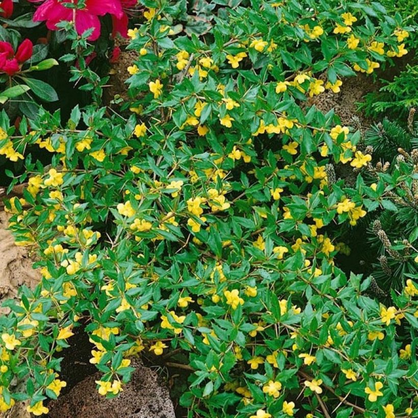 Berberis hybrido-gagnepainii Chenaultii - Barberry (Flowering)