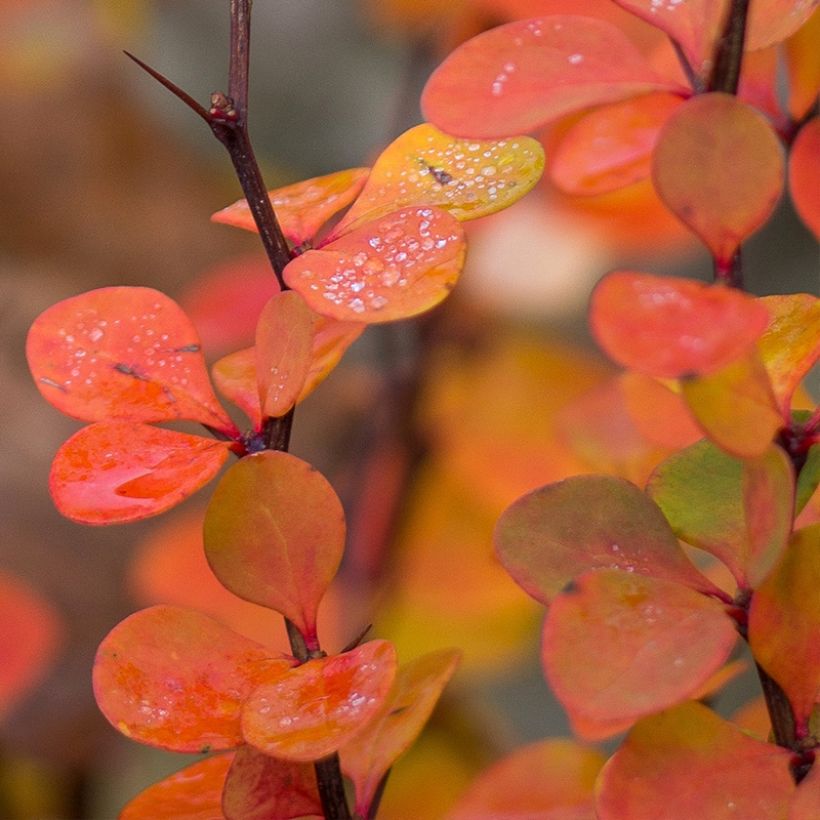Berberis thunbergii Orange Ice - Barberry (Foliage)