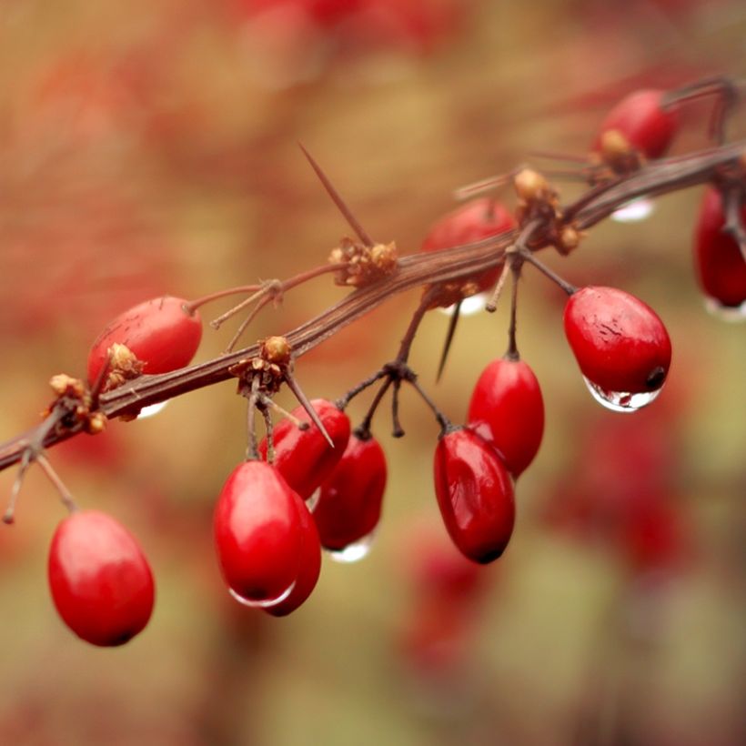 Berberis thunbergii Orange Ice - Barberry (Harvest)