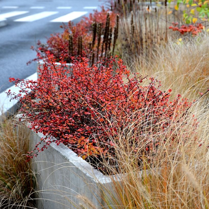 Berberis thunbergii Orange Ice - Barberry (Plant habit)