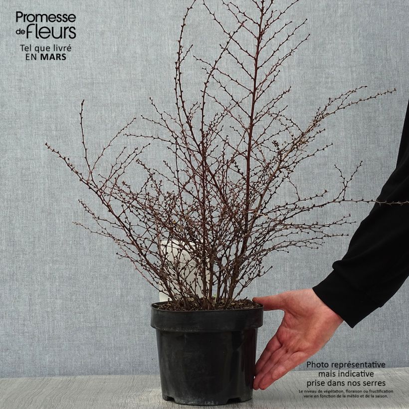 Berberis thunbergii Golden Dream - Épine-vinette Pot de 2L/3L sample as delivered in winter