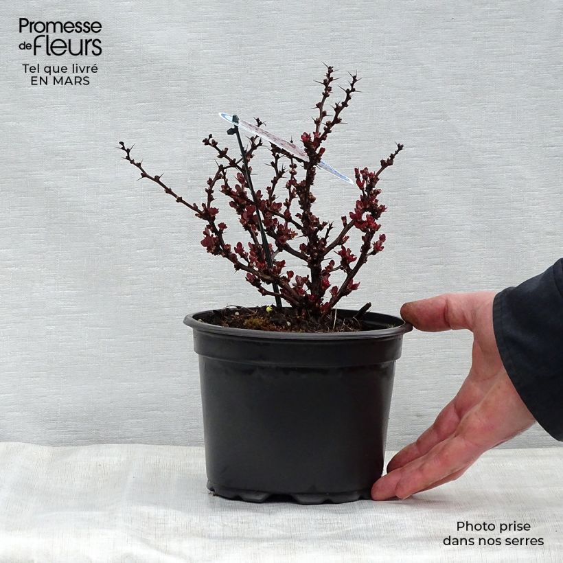 Berberis thunbergii Bagatelle - Barberry 2L/3L potShipped height around 10/20cm sample as delivered in spring
