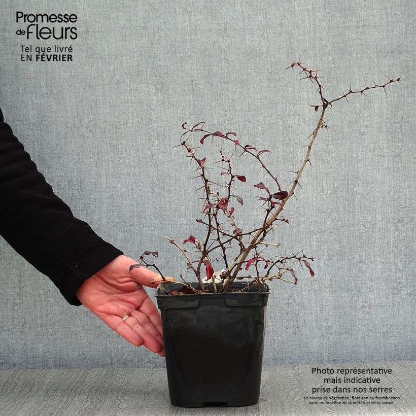 Berberis Thunderbolt® - Epine-vinette Pot de 2L/3L sample as delivered in winter