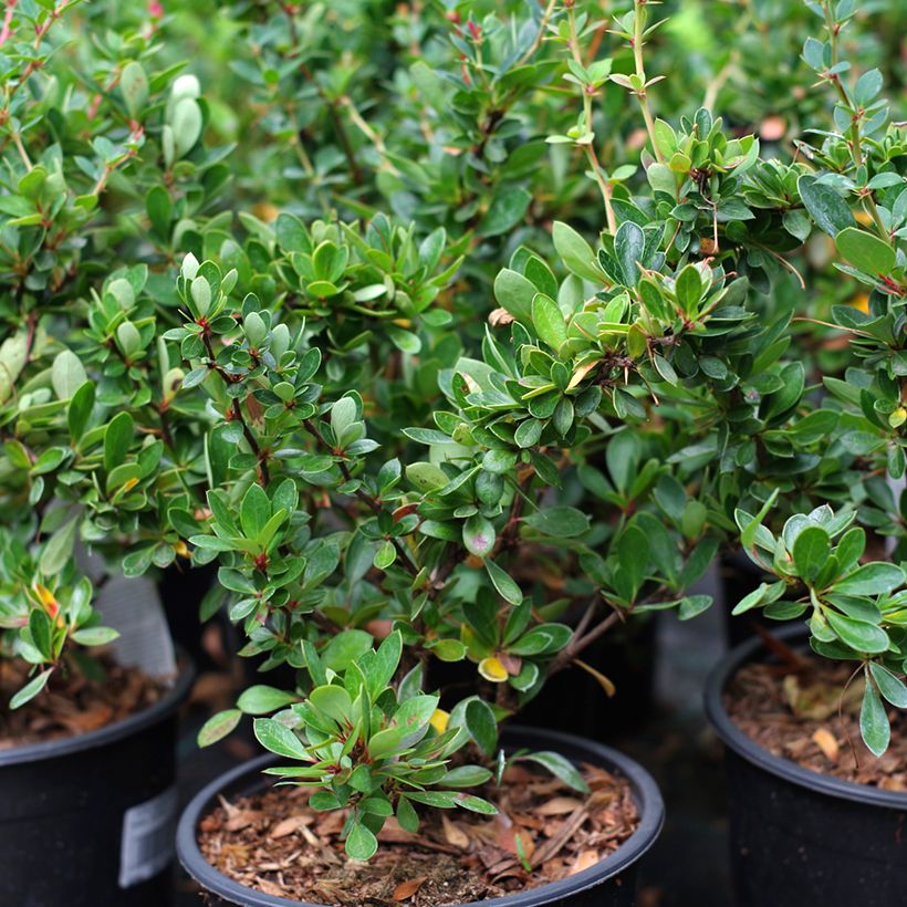 Berberis buxifolia Nana - Barberry (Plant habit)