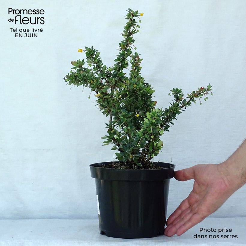 Berberis buxifolia Nana - Barberry 3L/4L pot sample as delivered in summer
