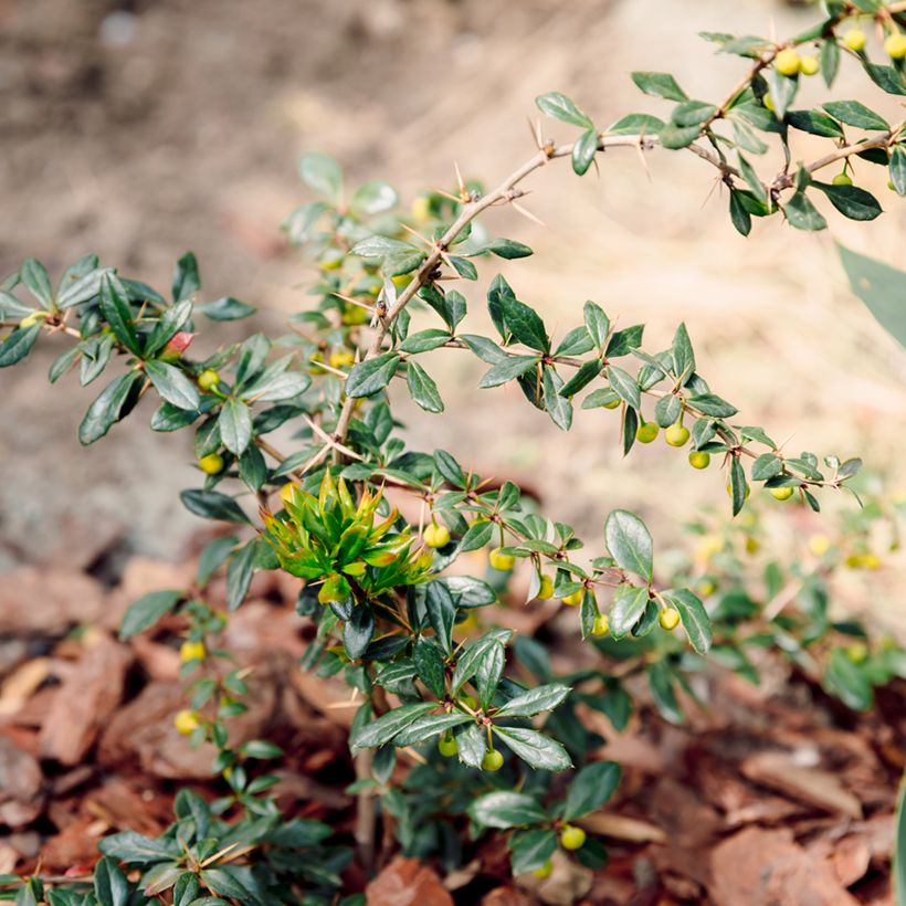 Berberis darwinii Compacta - Barberry (Plant habit)