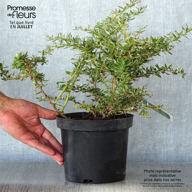 Berberis x frikartii Amstelveen - Barberry 2L/3L pot sample as delivered in summer