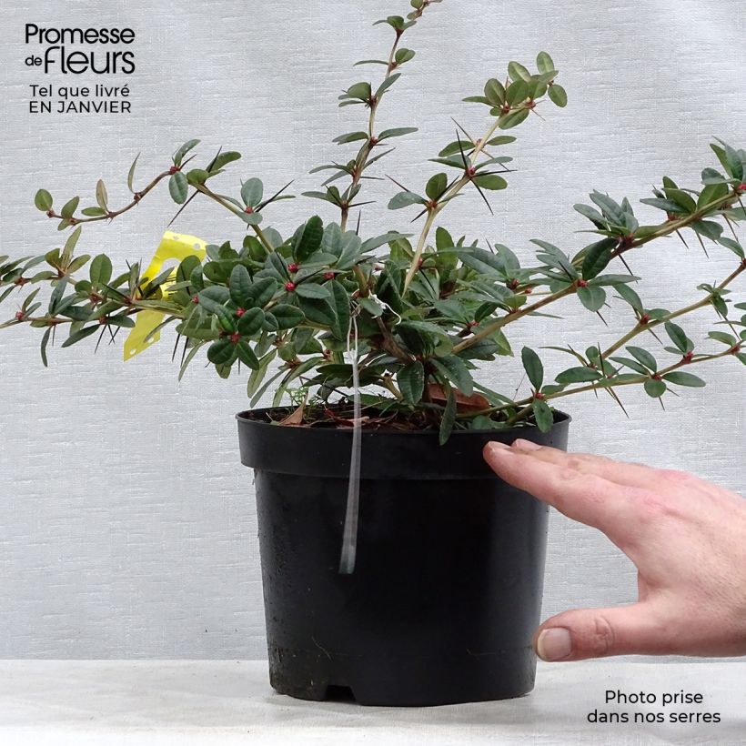 Berberis julianae en pot de 3L. sample as delivered in winter