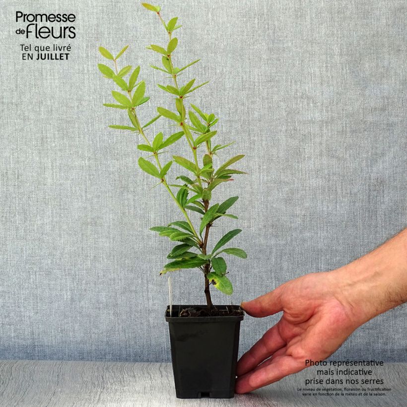 Berberis julianae - Saint Julians Barberry 8/9 cm pot sample as delivered in summer