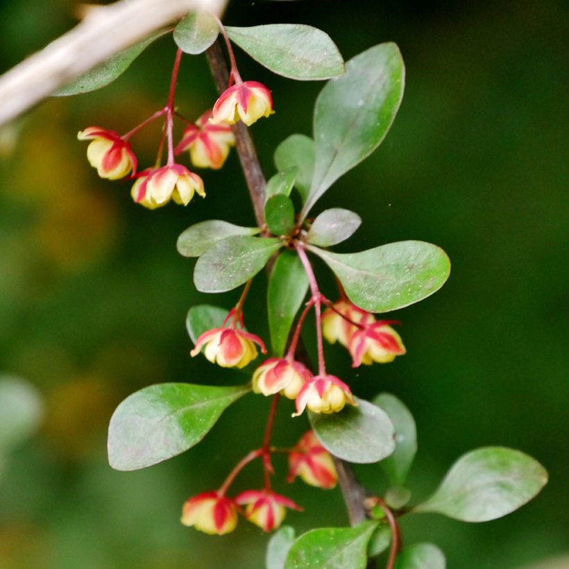 Berberis koreana - Korean barberry (Flowering)