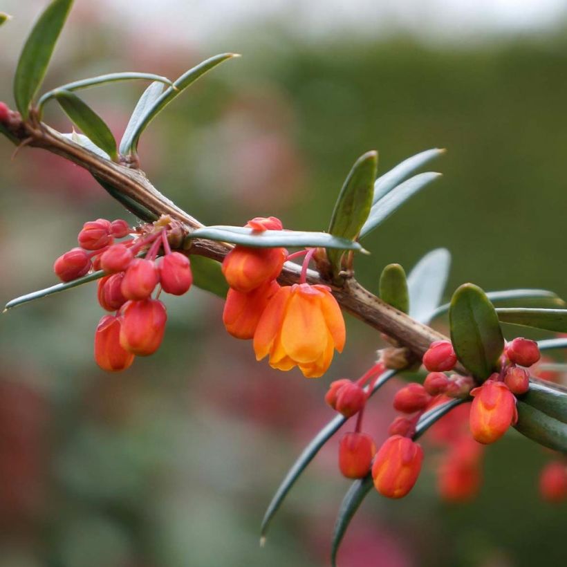 Berberis linearifolia Orange King - Barberry (Flowering)