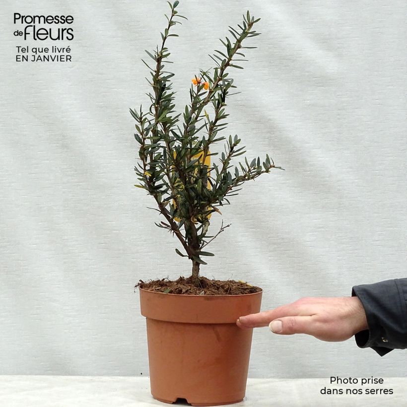 Berberis linearifolia Orange King - Epine-vinette Pot de 3/4L sample as delivered in winter