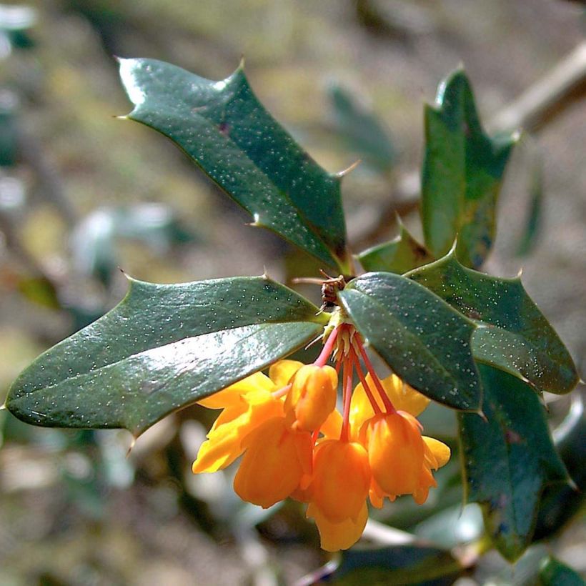 Berberis lologensis Apricot Queen - Barberry (Foliage)