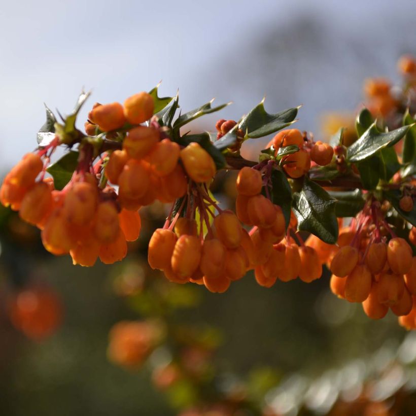 Berberis lologensis Apricot Queen - Barberry (Flowering)