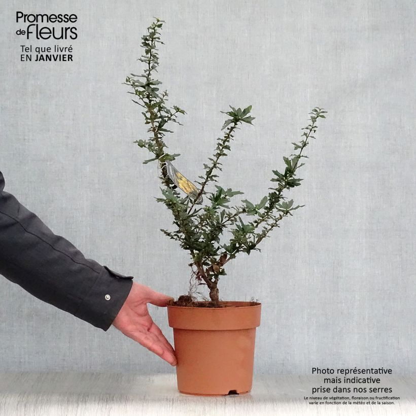 Berberis lologensis Apricot Queen - Epine-vinette. Pot de 2L/3L sample as delivered in winter