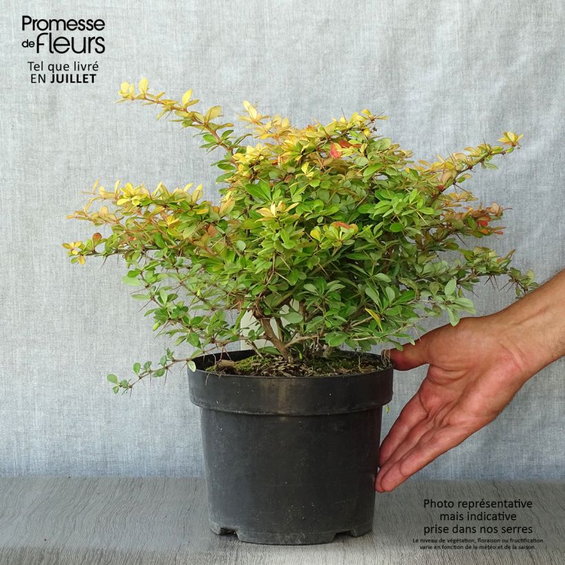 Berberis x media Dual Jewel - Barberry 2L/3L pot sample as delivered in summer