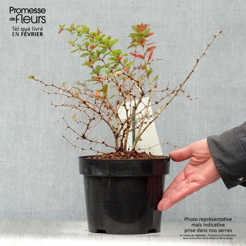 Berberis media Dual Jewel 30/40cm en pot de 3L. - Epine vinette sample as delivered in winter