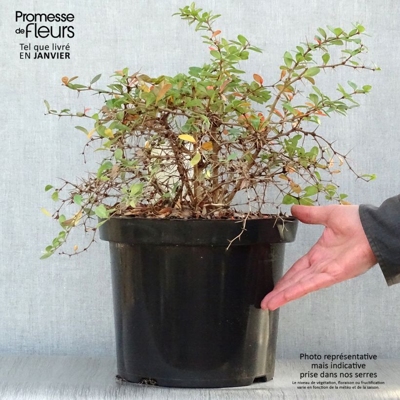 Berberis media Dual Jewel en pot de 10L.- Epine vinette sample as delivered in winter