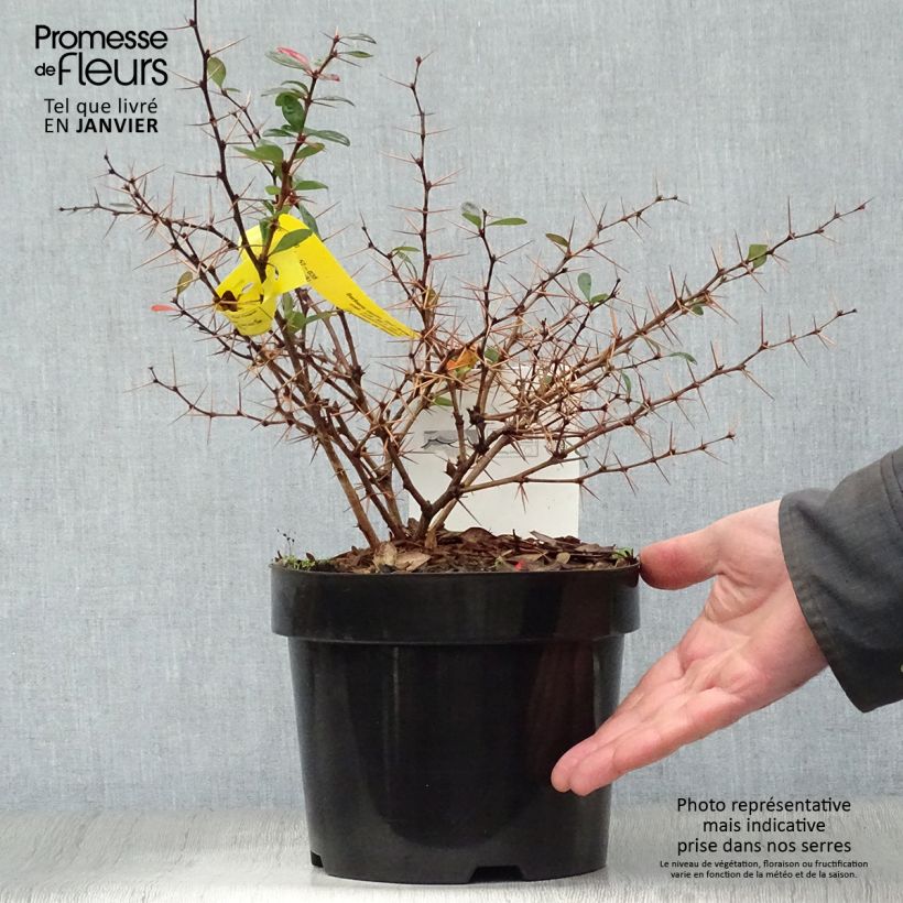 Berberis media Red Jewel - Epine-vinette Pot de 3L/4L sample as delivered in winter